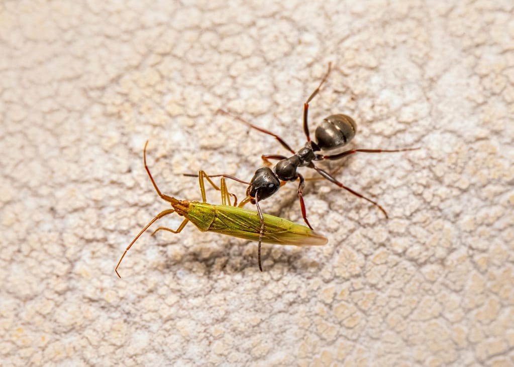 Close-up macro photo of an ant carrying a green insect on a textured surface.