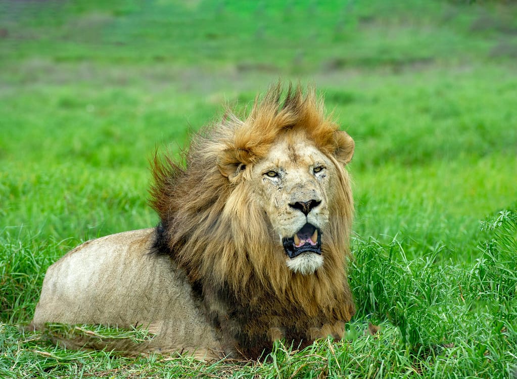 A powerful lion lying in lush green grass, showcasing its majestic mane in a South African landscape.