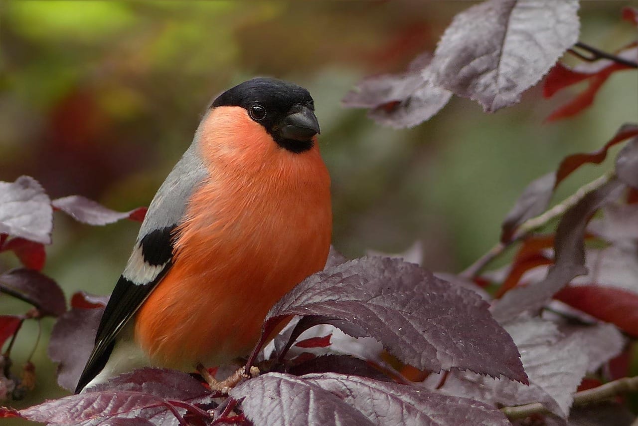 bullfinch, nature, bird, sitting, tree, garden
